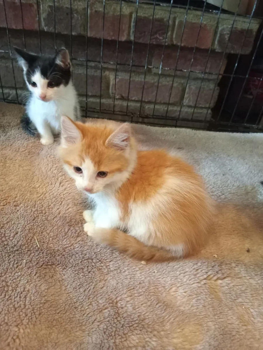 Kittens - Image 3