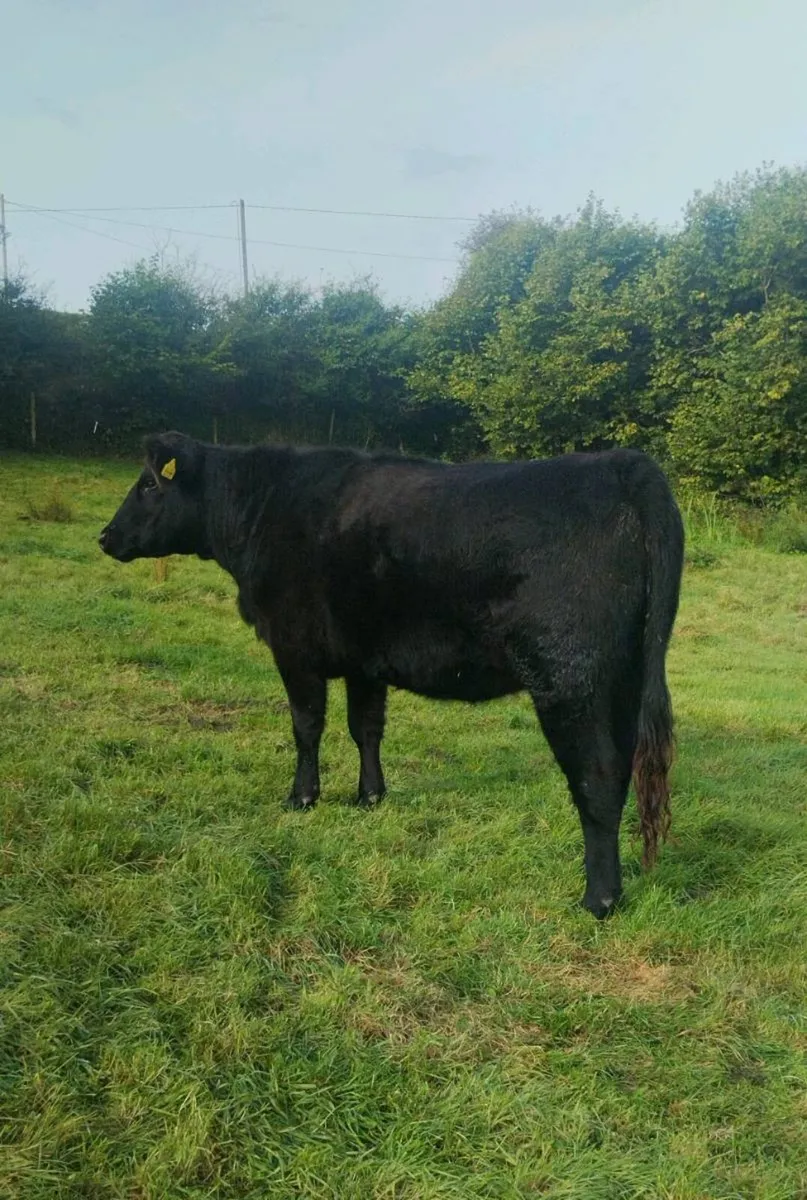 Pedigree Angus Incalf Heifer - Image 2