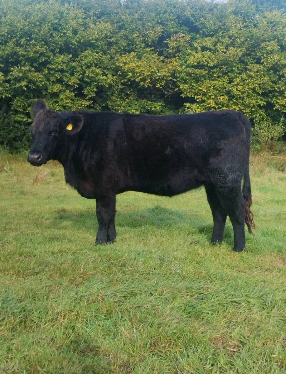 Pedigree Angus Incalf Heifer - Image 1
