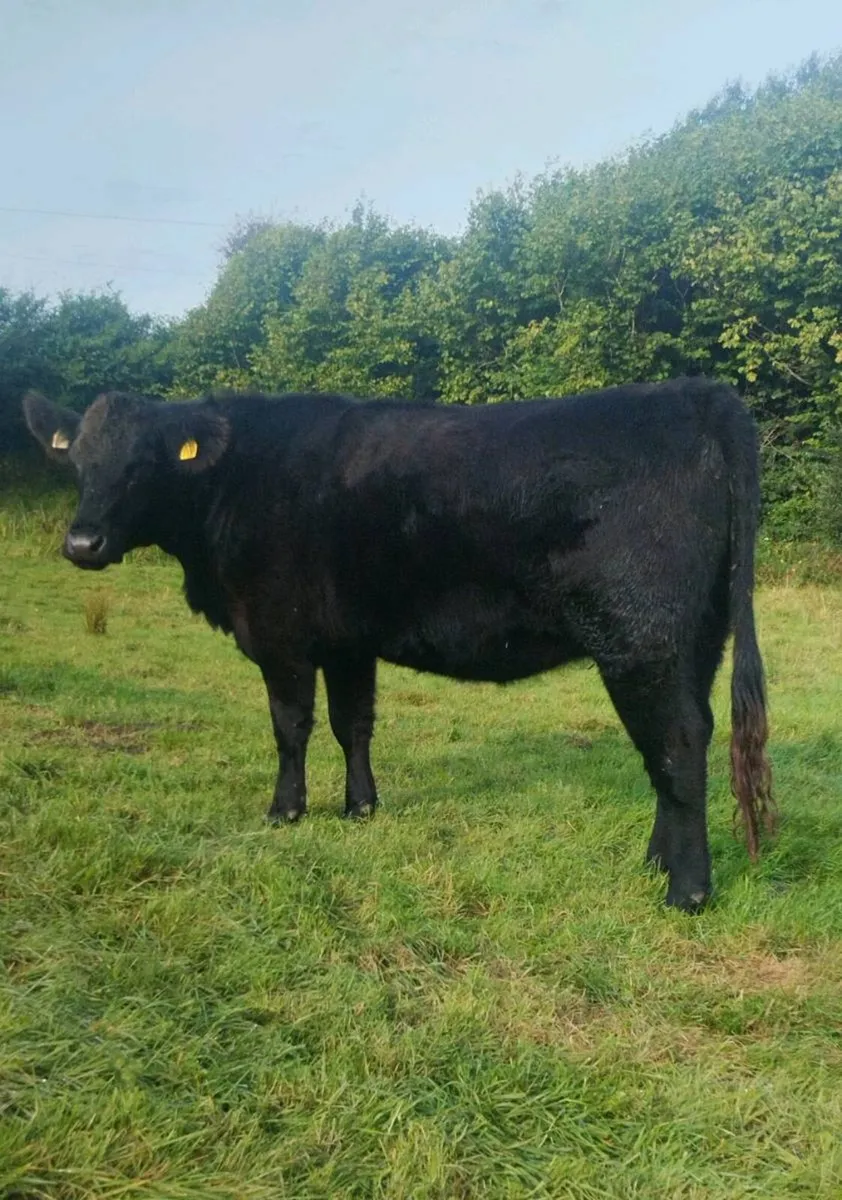 Pedigree Angus Incalf Heifer - Image 3