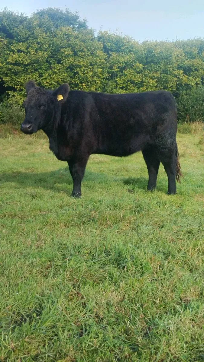 Pedigree Angus Incalf Heifer - Image 4