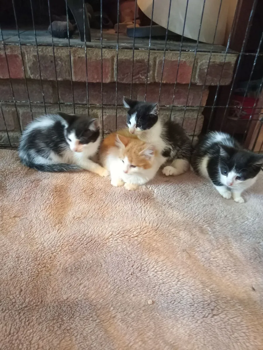 Kittens - Image 4