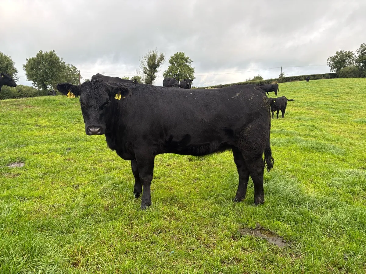 Aberdeen Angus in calf heifers - Image 1
