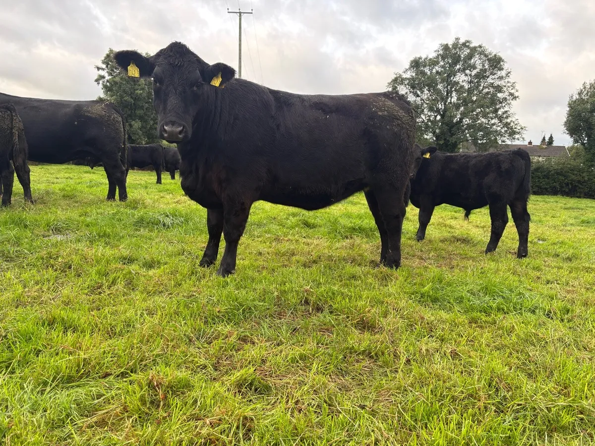 Aberdeen Angus in calf heifers - Image 2