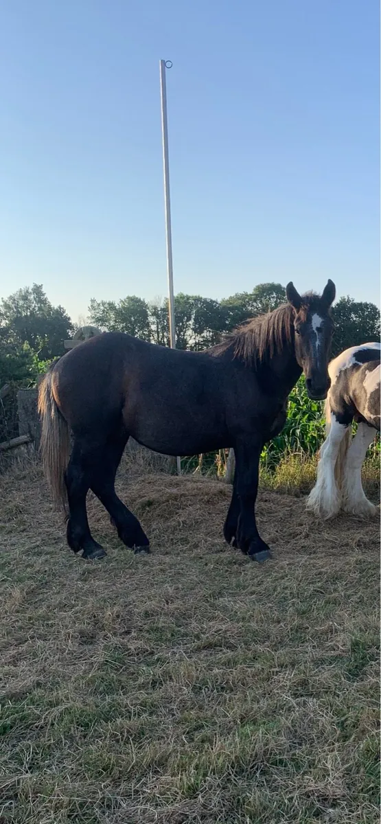French Percheron Colt - Image 1