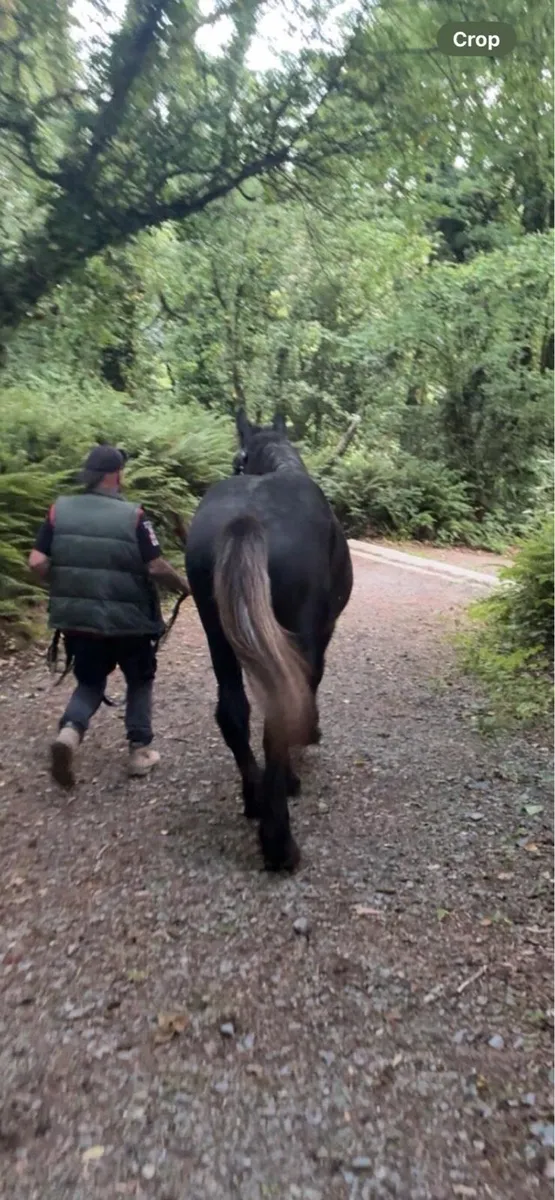 French Percheron Colt - Image 3