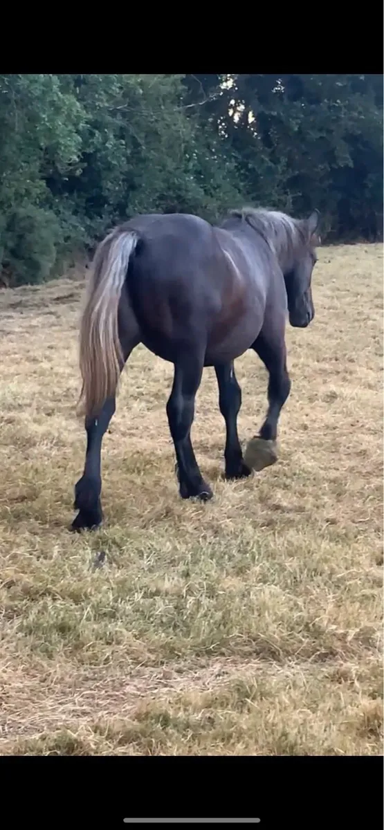 French Percheron Colt - Image 2