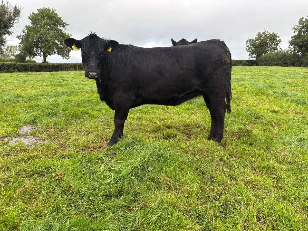 Aberdeen Angus in calf heifers - Image 3
