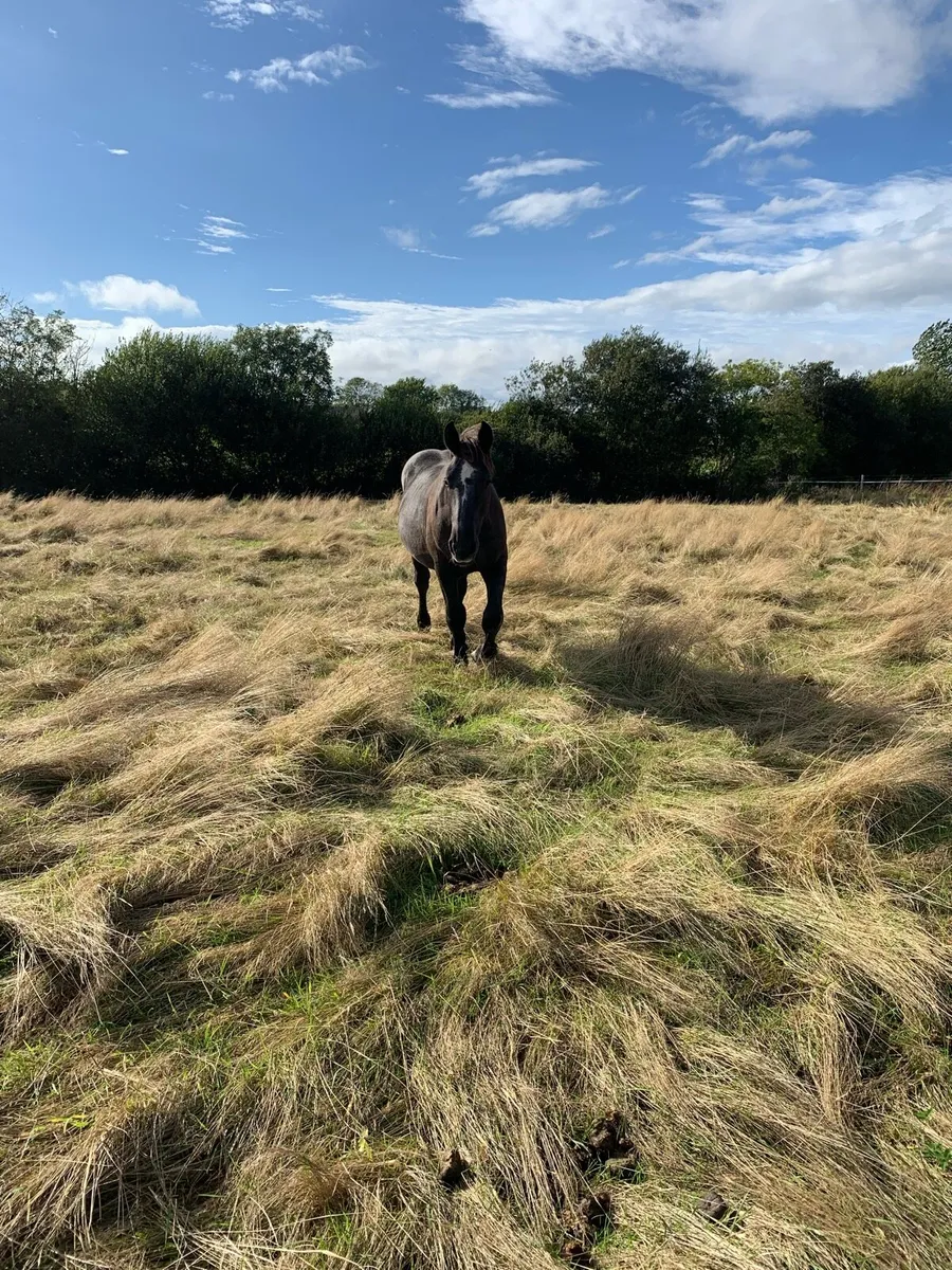 French Percheron Colt - Image 4