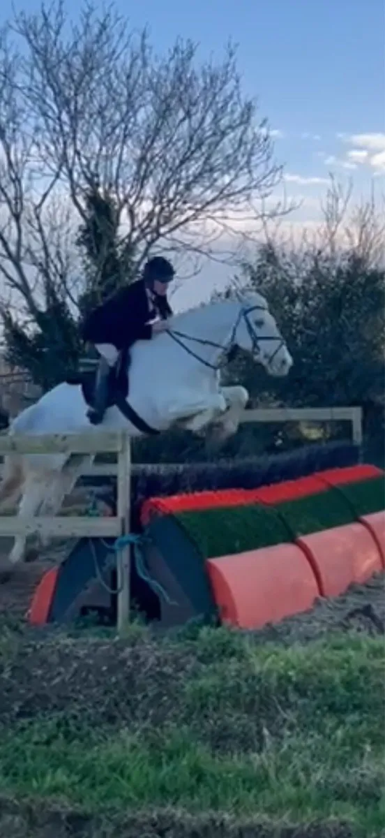 Horse - Image 1