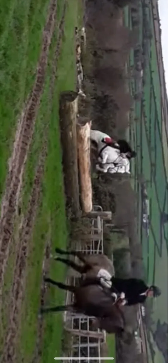 Horse - Image 2