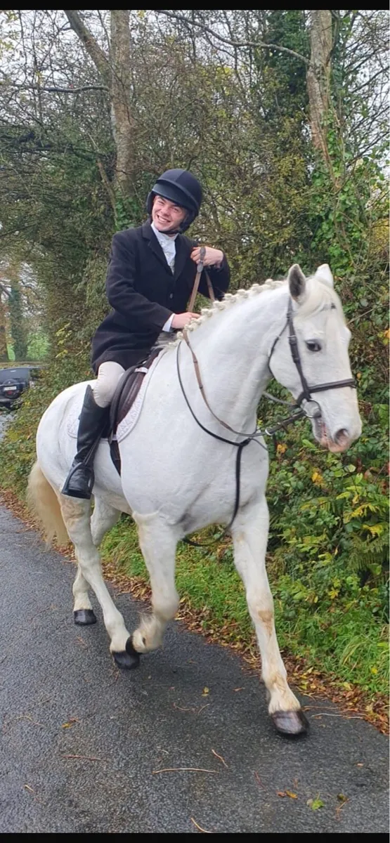Horse - Image 4