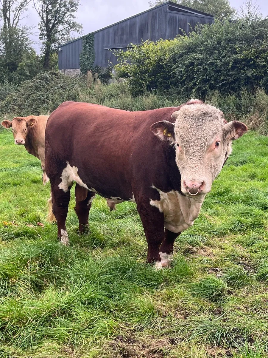Hereford Bull - Image 1