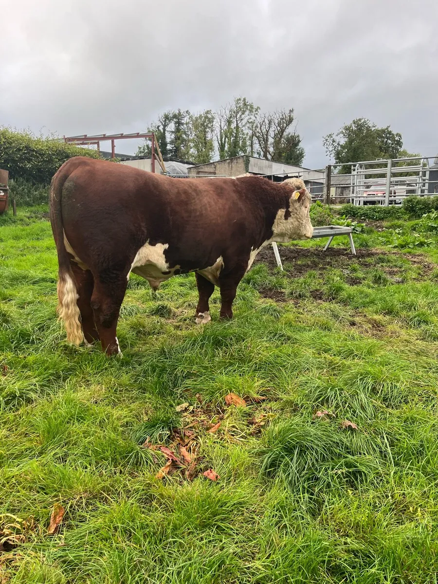 Hereford Bull - Image 2