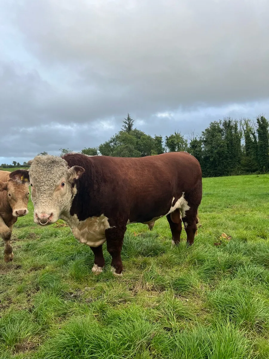 Hereford Bull - Image 3