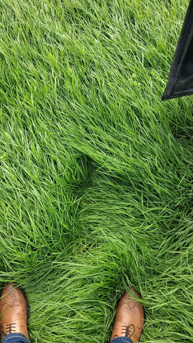 Attention zero grazing - Image 1