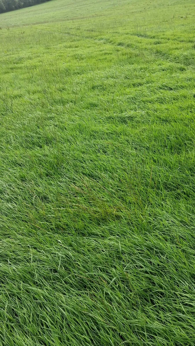 Attention zero grazing - Image 2