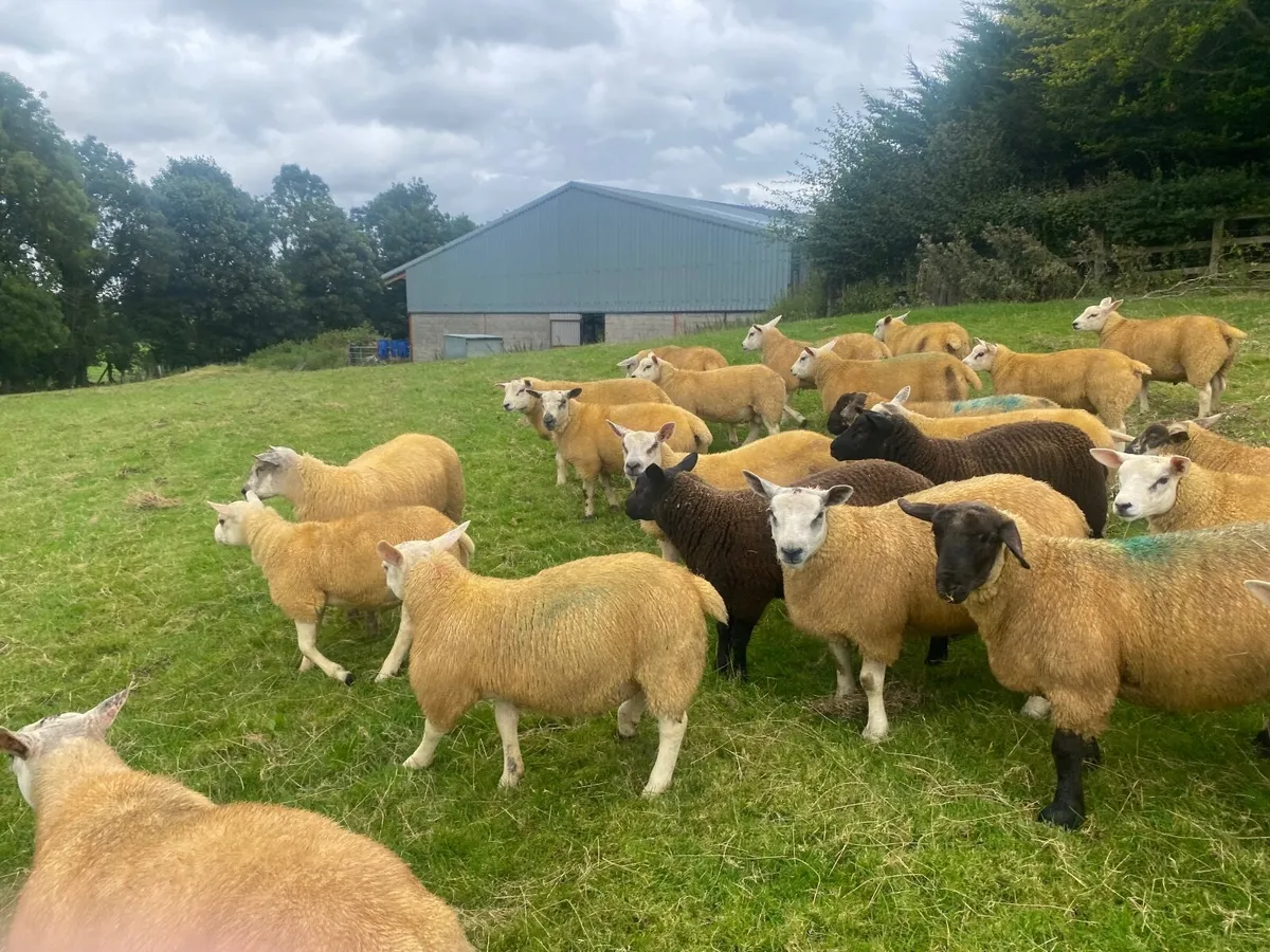 Ram lambs for sale Florencecourt - Image 2