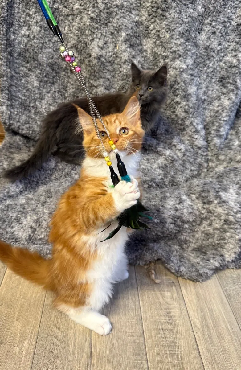 GCCF registered Maine coon kittens - Image 2
