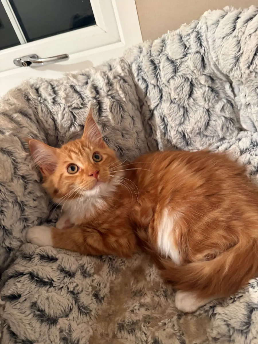 GCCF registered Maine coon kittens - Image 3