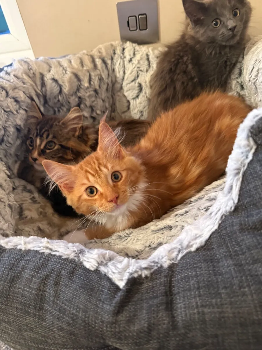 GCCF registered Maine coon kittens - Image 4
