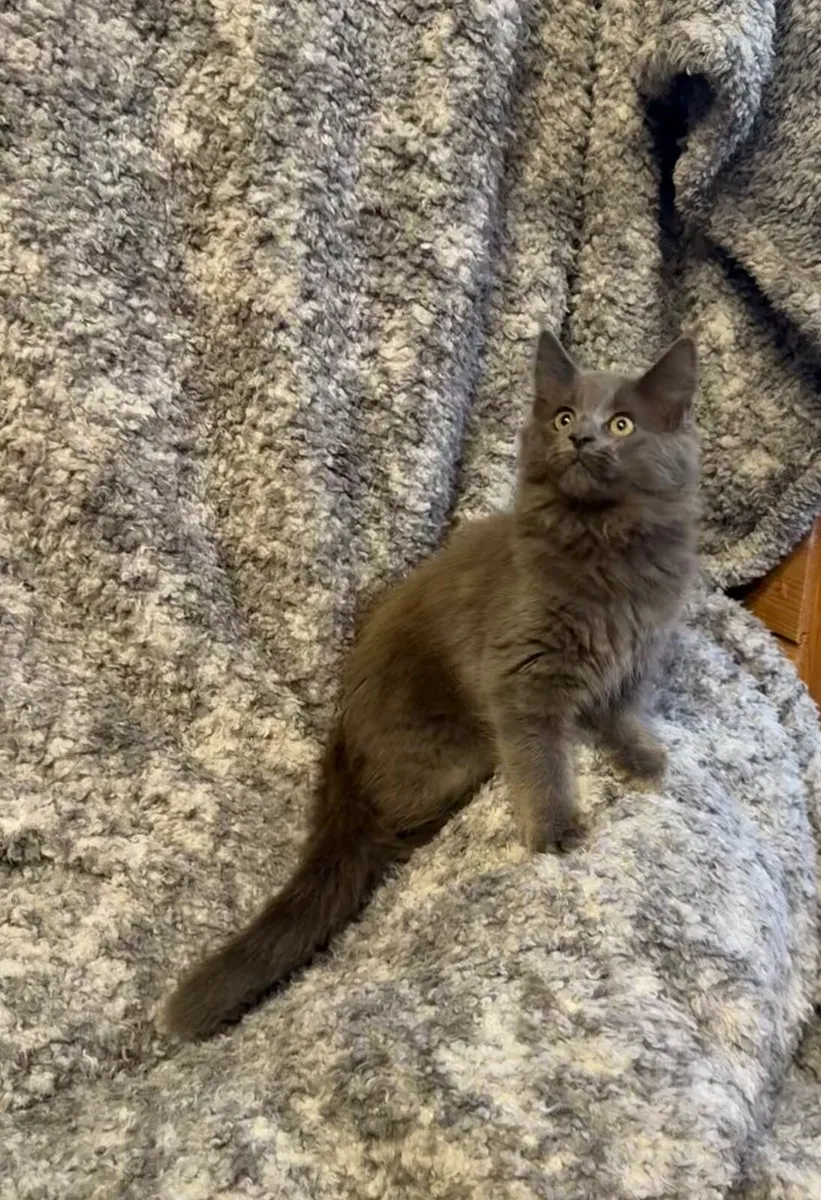 GCCF registered Maine coon kittens - Image 1