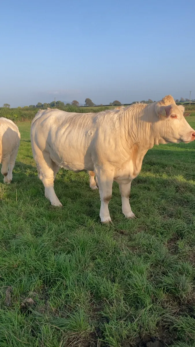Charolais heifers - Image 1
