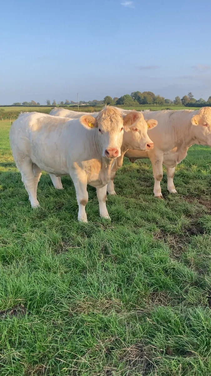 Charolais heifers - Image 2
