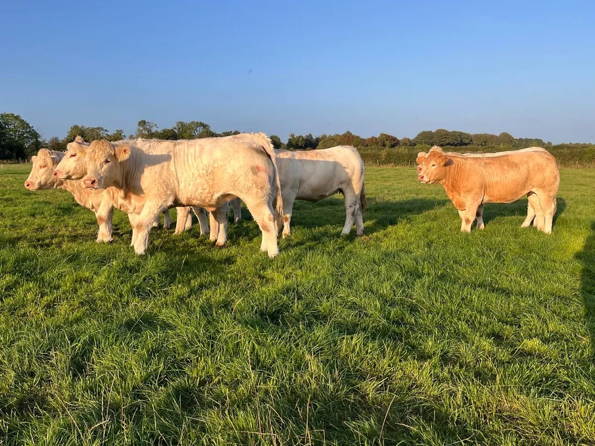 Charolais heifers - Image 3