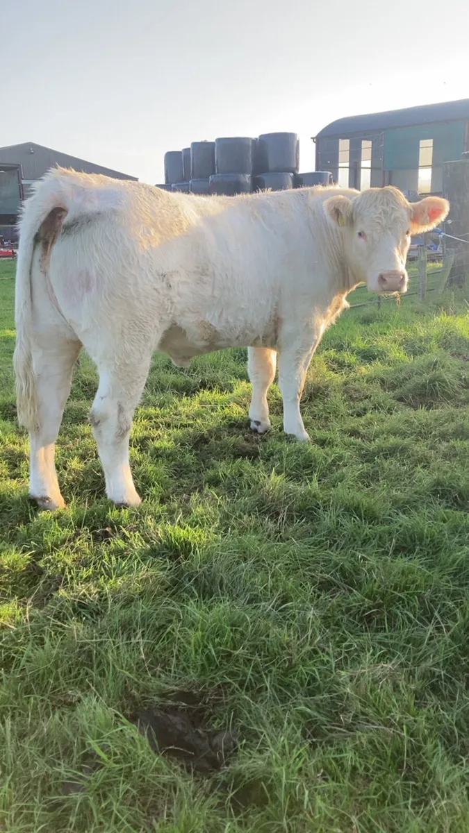 Charolais heifers - Image 4