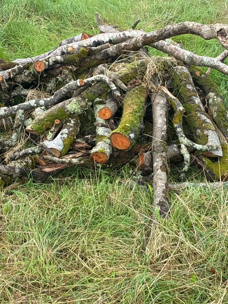 Timber for sale - Image 2