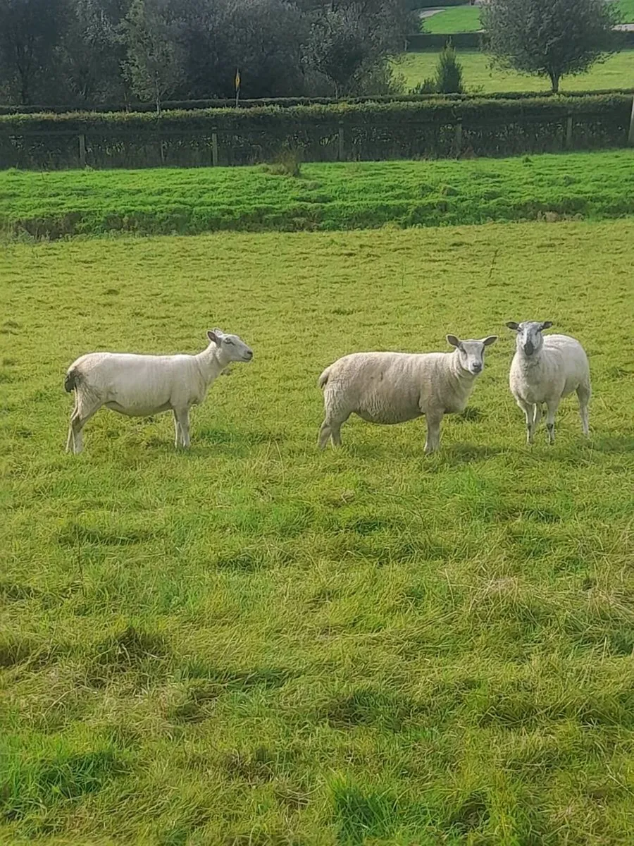 Ewe hogget’s - Image 3