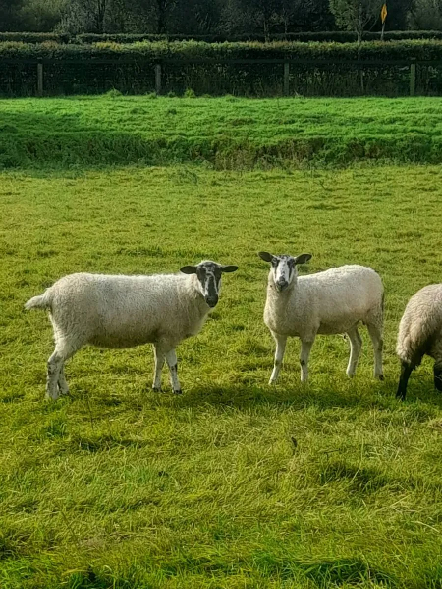 Ewe hogget’s - Image 4