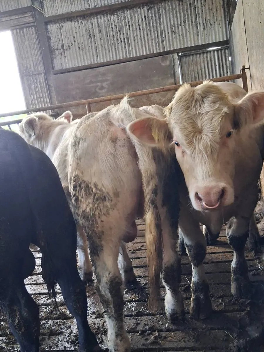 Pbr charolais bull - Image 3