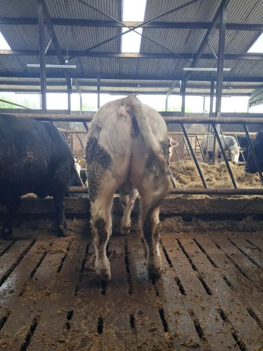Pbr charolais bull - Image 4