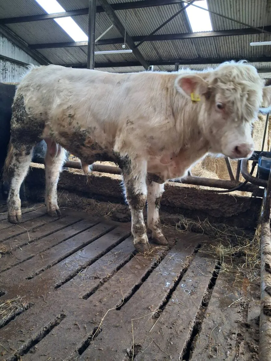 Pbr charolais bull - Image 1