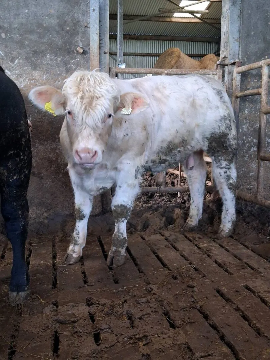 Pbr charolais bull - Image 2