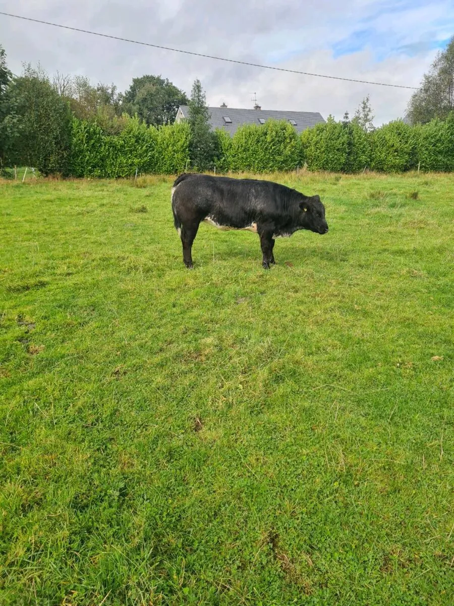 3 bbx heifers - Image 2