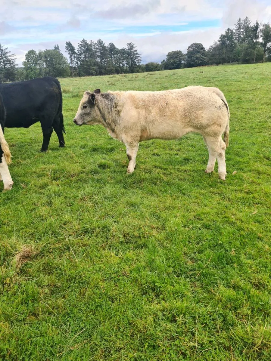 3 bbx heifers - Image 3