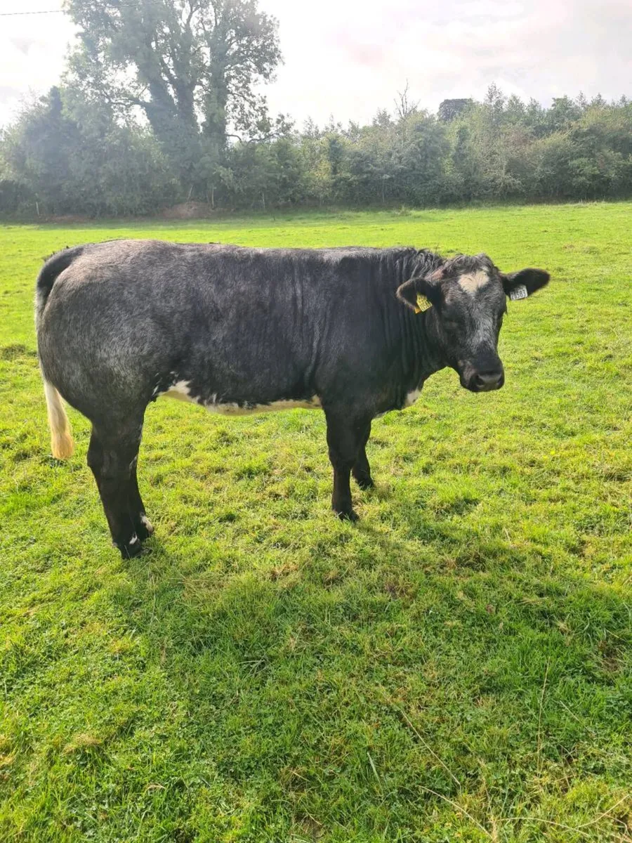 3 bbx heifers - Image 1