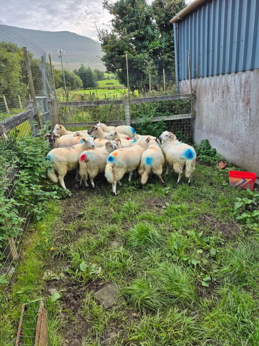 Lambs - Image 1