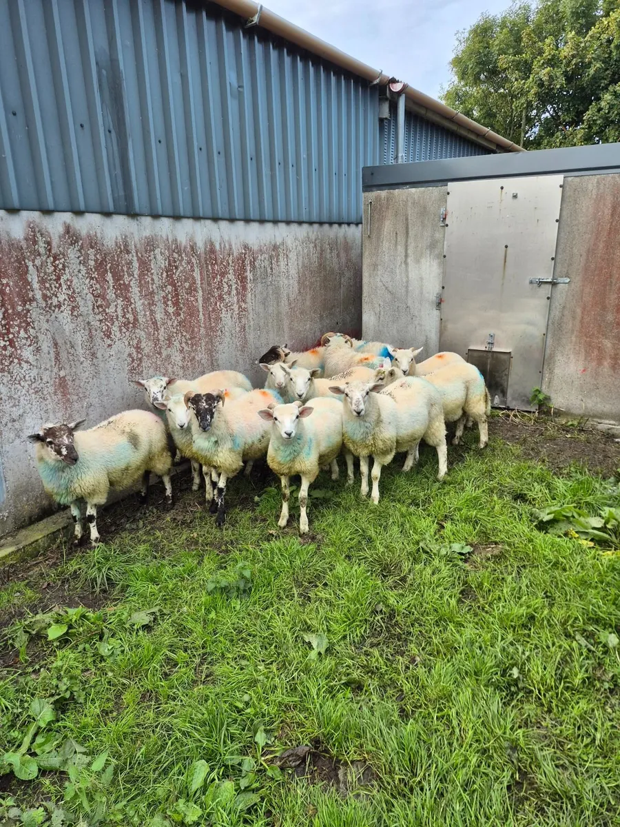Lambs - Image 2