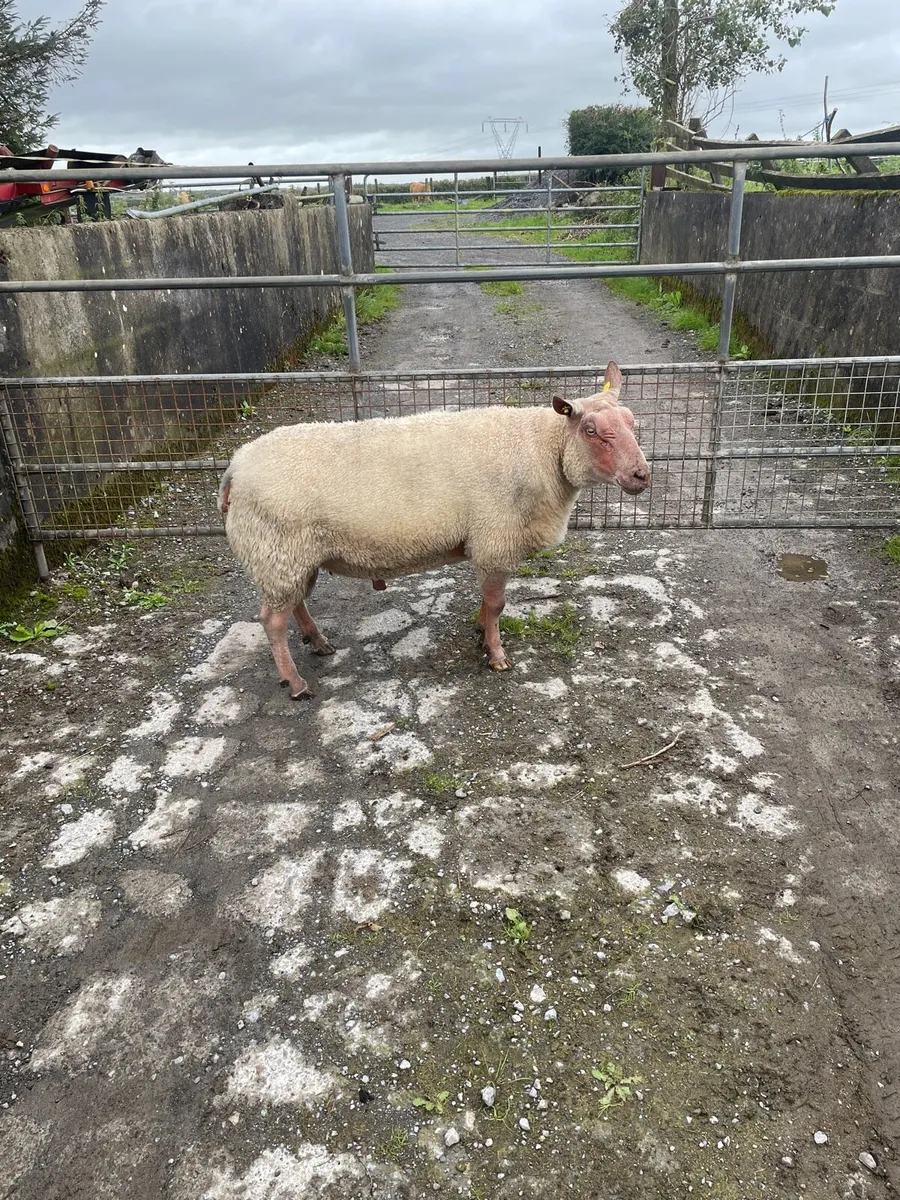 Pedigree rouge ram - Image 2