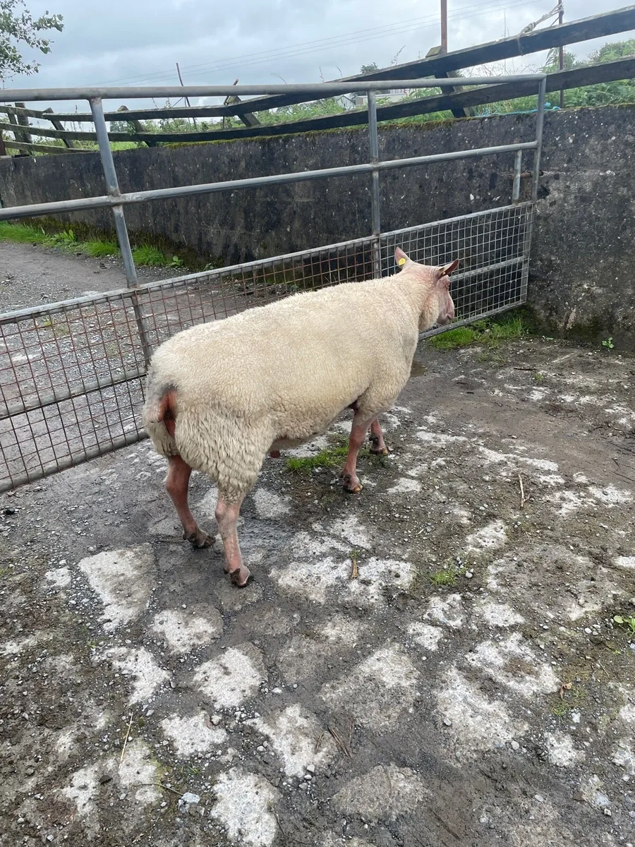 Pedigree rouge ram - Image 3