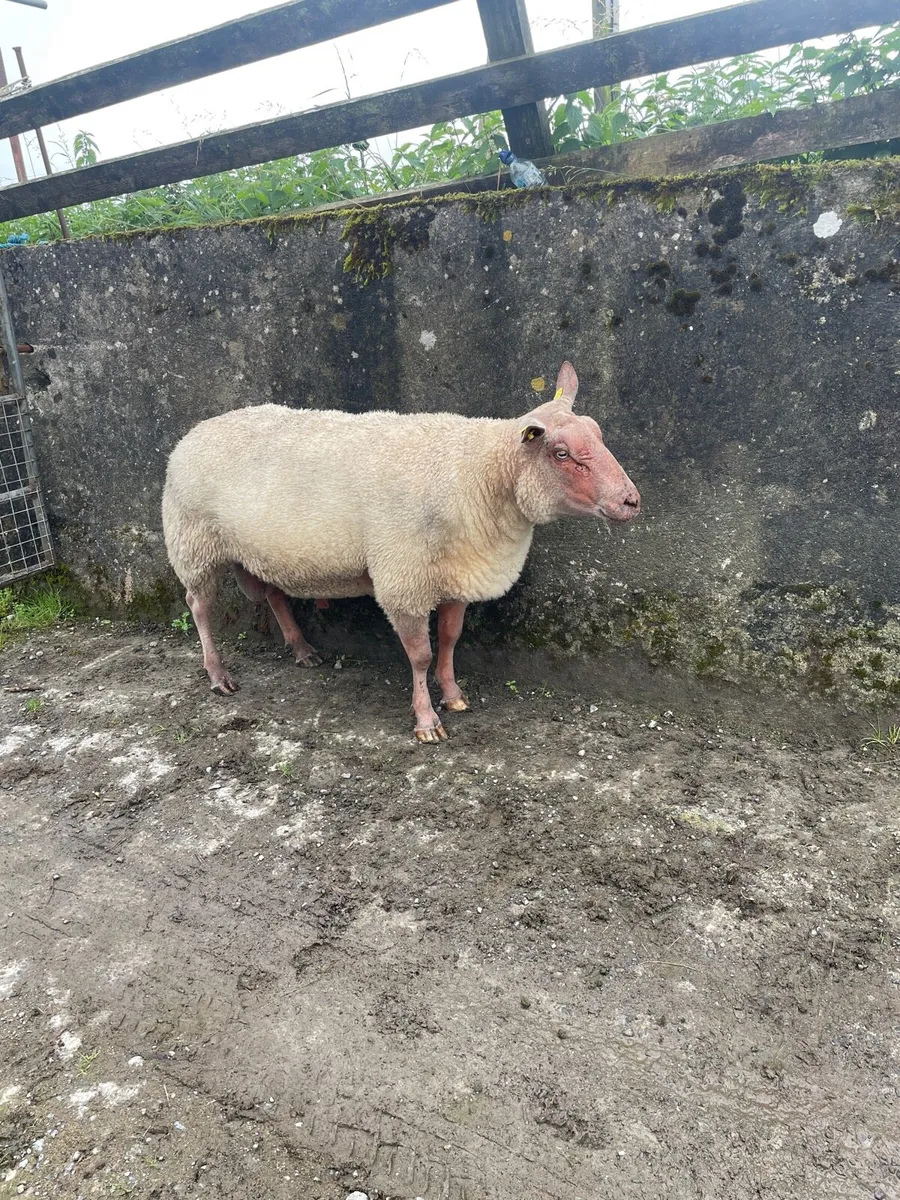 Pedigree rouge ram - Image 1