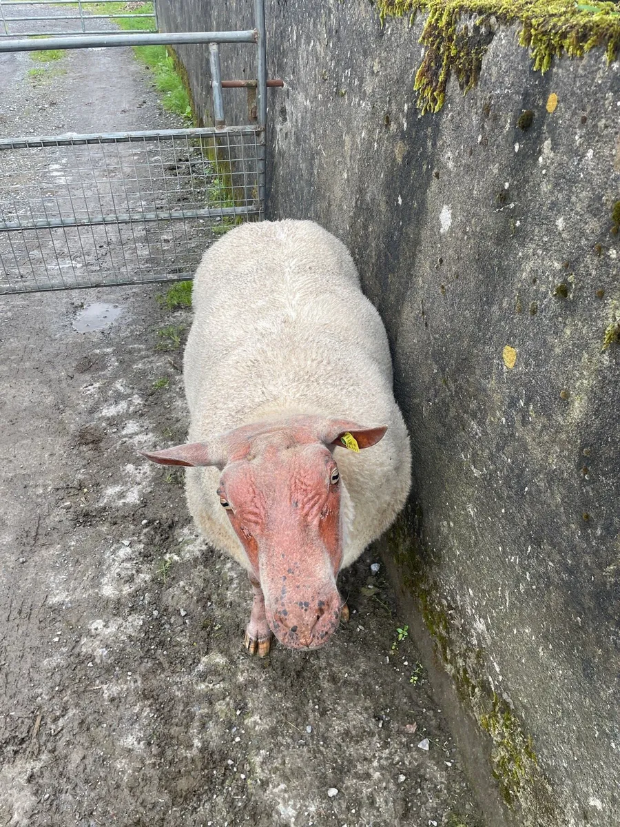 Pedigree rouge ram - Image 4