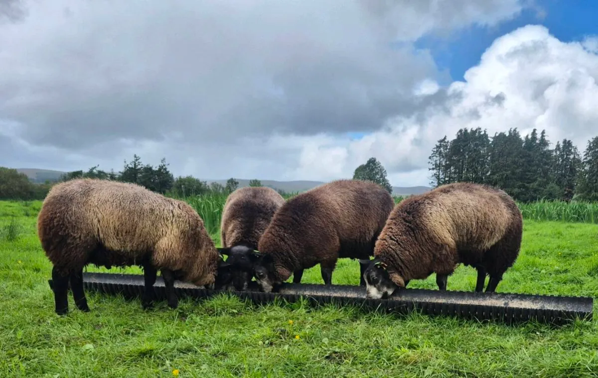 Blue Texel Ram Lamb