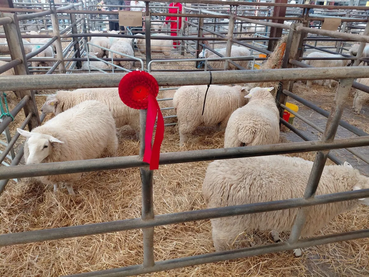 1st prize winners at 104th Galway sale - Image 4