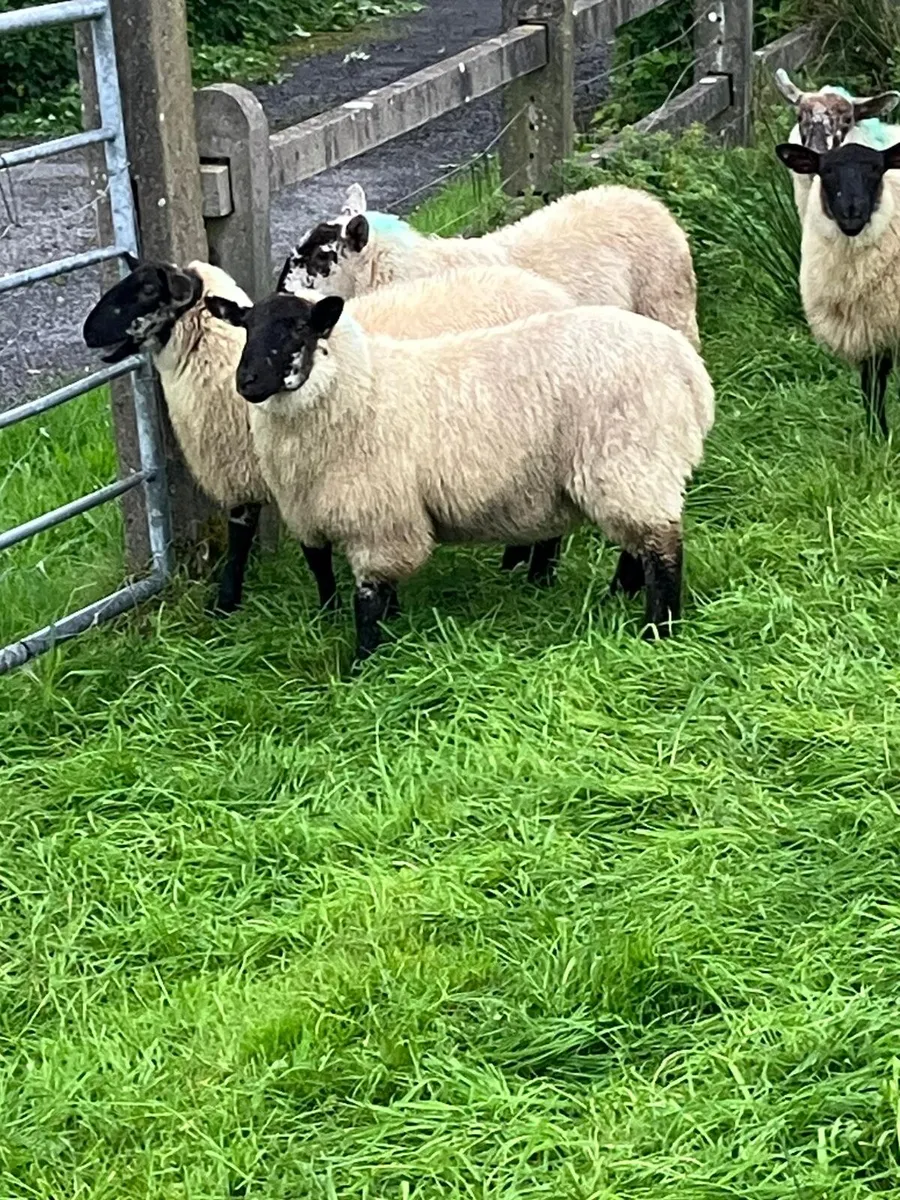 Cross bred ewe lambs - Image 2