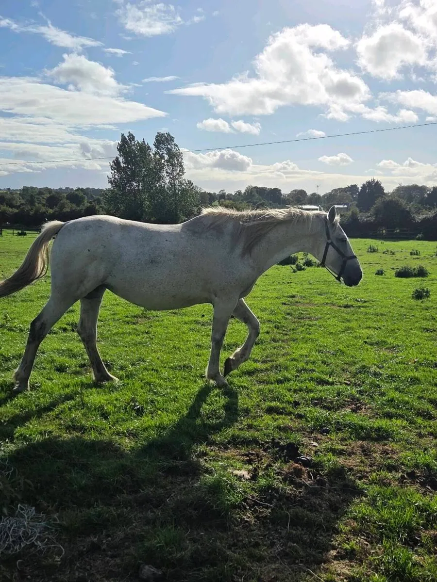 Draught Mare and Foal - Image 1
